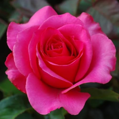 giantroseflowerpinkheirloomnongmo flower seeds