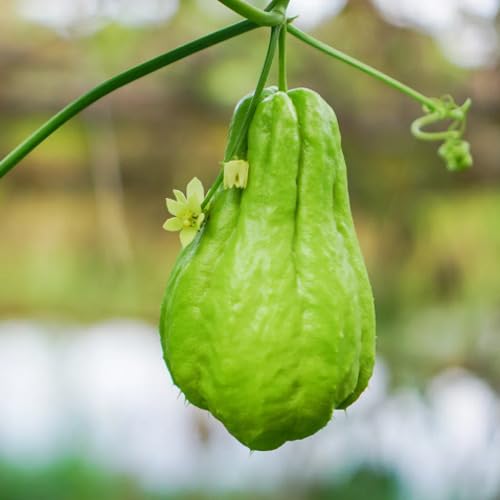Green Chayote Seeds – Heirloom, Non-GMO, High Germination Organic Garden Seeds Planting