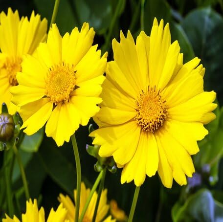 Yellow Coreopsis Flower Seeds – Heirloom, Non-GMO, High Germination Organic Garden Seeds