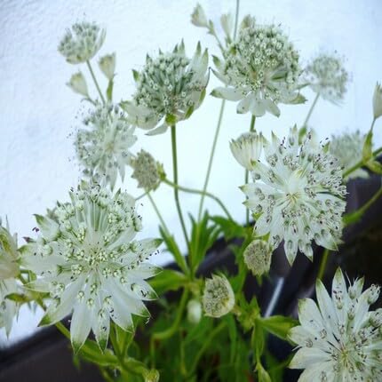 Astrantia Flower Seeds White Heirloom Non-GMO High Germination Organic Garden Seeds