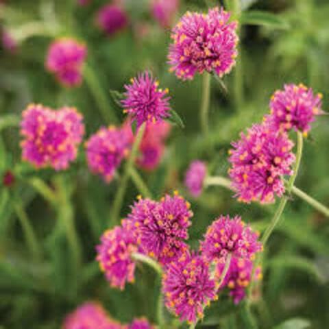 Pink Gomphrena Flower Seeds – Heirloom, Non-GMO High Germination Seeds for Planting | Organic Garden Seeds