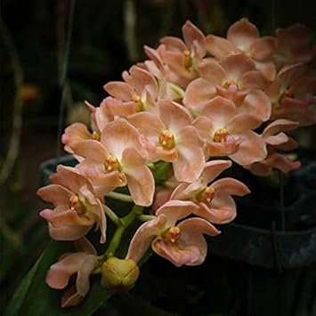rhynchostylisgiganteaorangeorchidblossomheirloomnongmo flower seeds