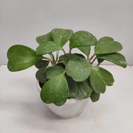 hoyakerriiheirloomnongmo flower seeds