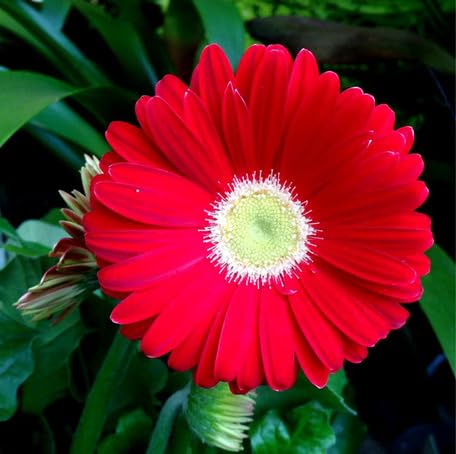 red gerbera flower seeds