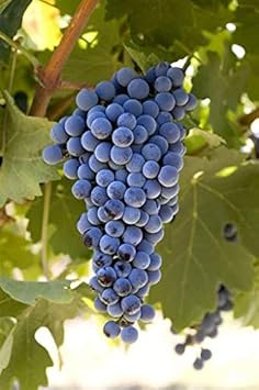 Cabernet Sauvignon Grape Bush Plant Seeds for Planting – Heirloom Non-GMO High Germination Organic Garden Seeds for Wine Grapes