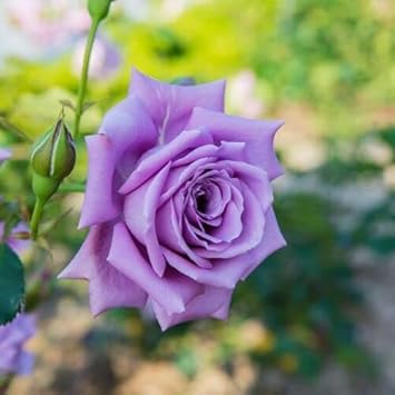 roseflowerpurpleheirloomnongmo flower seeds