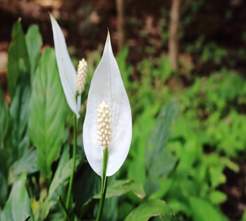 Spathiphyllum Flower Seeds – Heirloom, Non-GMO, High Germination Organic Garden Seeds
