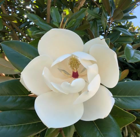 white magnolia flower seeds