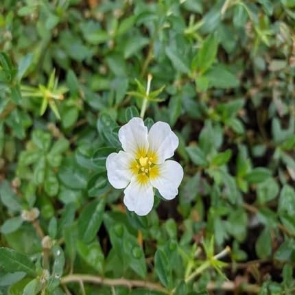 White Nierembergia Flower Seeds – Heirloom, Non-GMO, High Germination Organic Garden Seeds