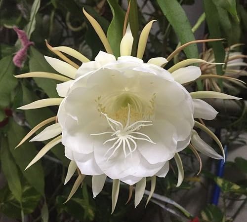 White Epiphyllum Flower Seeds Heirloom Non-GMO High Germination Organic Garden Seeds for Planting
