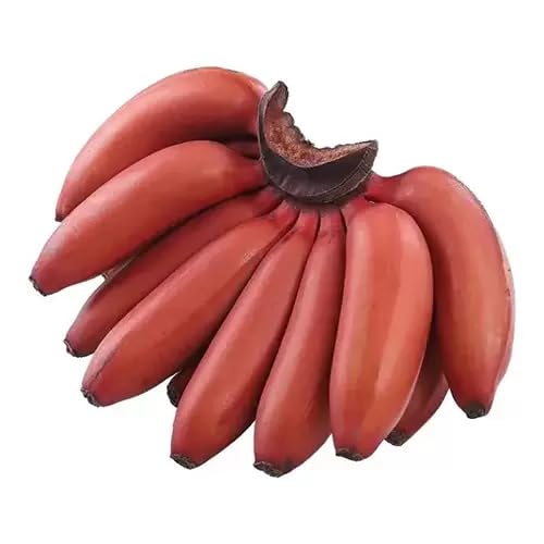 Banana Melon Fruit Seeds Red – Heirloom, Non-GMO, High Germination Organic Garden Seeds