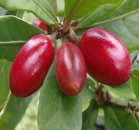 Semillas de Dulcificum, Heirloom Rojo, No Modificadas Genéticamente, Alta Germinación, Semillas Orgánicas de Jardín para Sembrar