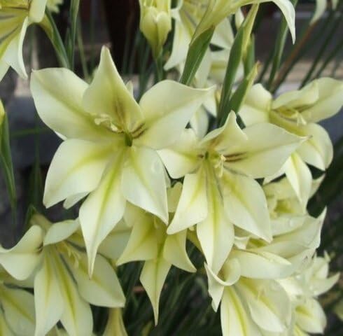Semillas de flor de gladiolo tristis blanco verde para plantar, reliquia, no transgénicas, alta germinación, semillas de jardín orgánicas