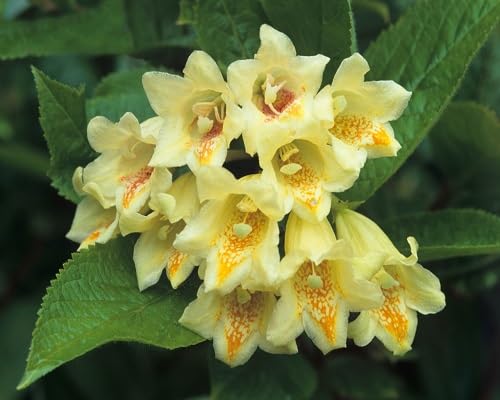 Yellow Weigela Flower Seeds for Planting | Heirloom Non-GMO Organic