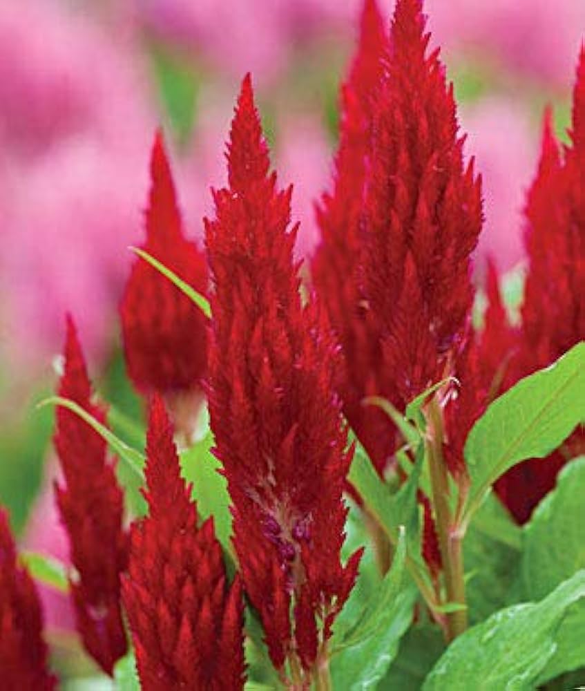 scarlet flower flower seeds
