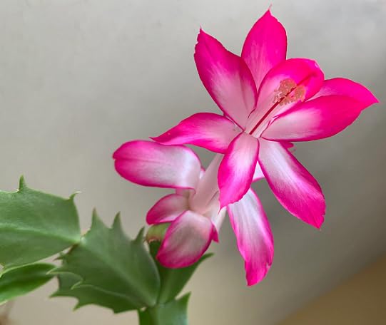 Pink White Schlumbergera Flower Seeds for Planting – Heirloom, Non-GMO, High Germination Organic Garden Seeds