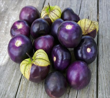 Tomatillo Seeds Purple – Heirloom, Non-GMO, High Germination Organic Garden Seeds for Planting