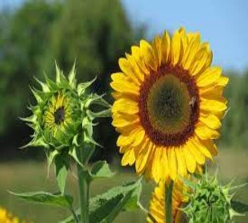 Yellow Sunflower Flower Seeds Heirloom Non-GMO High Germination Organic Garden Seeds