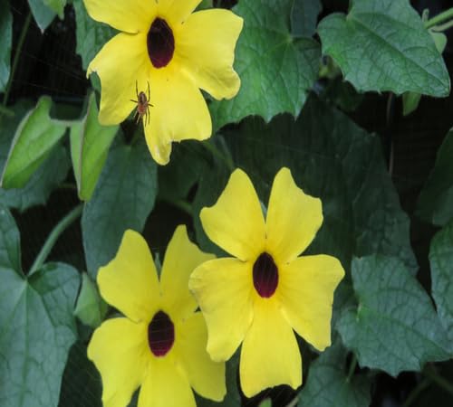 Thunbergia Flower Seeds Yellow Heirloom Non-GMO High Germination Organic Garden Seeds for Planting