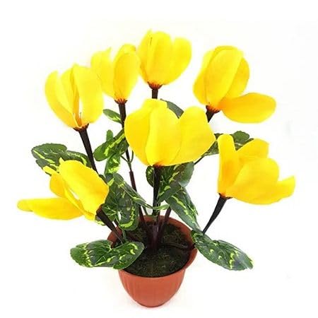 Yellow Cyclamen Flower Seeds – Heirloom, Non-GMO, High Germination Organic Garden Seeds