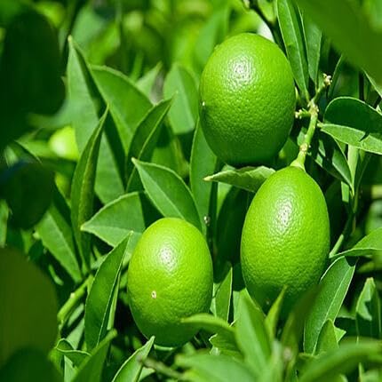 Lemon Tree Seeds Green – Heirloom, Non-GMO, High Germination Organic Garden Seeds