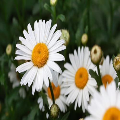 White Daisy Flower Seeds Heirloom Non-GMO High Germination Organic Garden Seeds for Planting