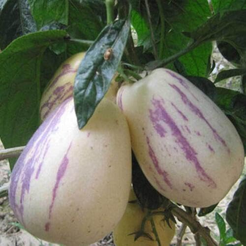 Purple Ginseng Seeds – Heirloom, Non-GMO, High Germination Organic Garden Seeds