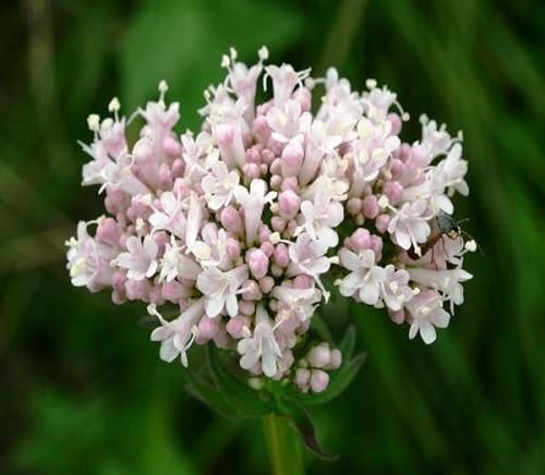 Valerian Flower Seeds for Planting – Heirloom, Non-GMO, High Germination