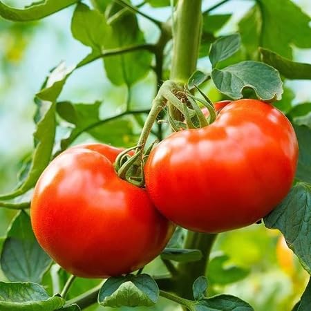 Tomato Seeds – Heirloom, Non-GMO, High Germination Organic Garden Seeds Planting