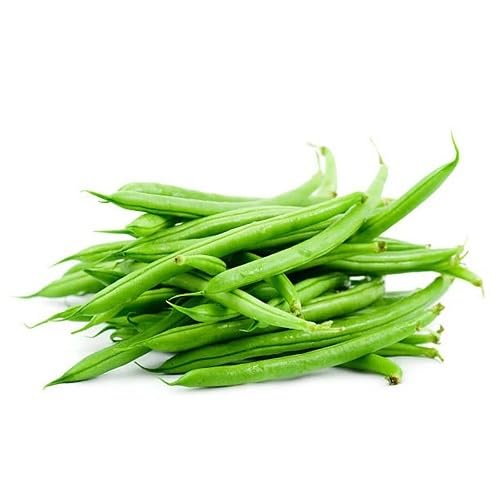 Bean Green Seeds – Heirloom, Non-GMO, High Germination Organic Garden Seeds Planting