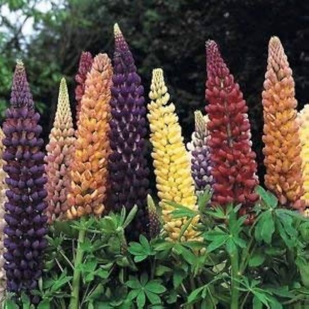 colorful lupine flower seeds