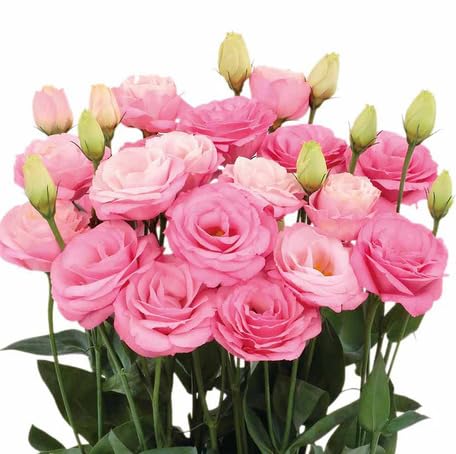 pink lisianthus flower seeds