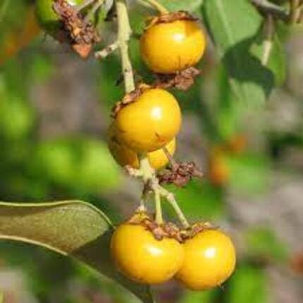 Yellow Crassifolia Seeds – Heirloom, Non-GMO, High Germination Organic Garden Seeds
