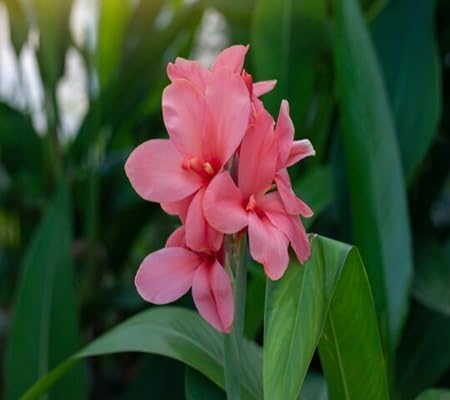 canna lily flower seeds