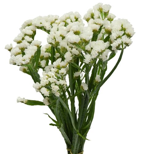 Statice Flower Seeds White Heirloom Non-GMO High Germination Organic Garden Seeds for Planting