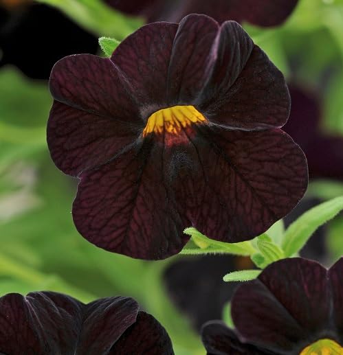 black calibrachoa flower seeds