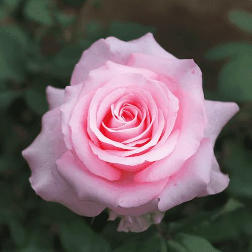 Pale Pink Rose Flower Seeds for Planting – Heirloom Non-GMO High Germination Organic Garden Seeds