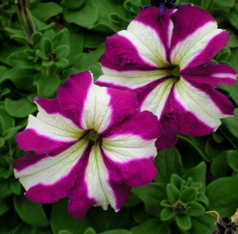 White Purple Petunia Flower Seeds for Planting Heirloom Non-GMO High Germination Organic Garden Seeds