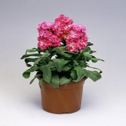 Matthiola Flower Seeds – Heirloom, Non-GMO, High Germination Organic Garden Seeds for Planting