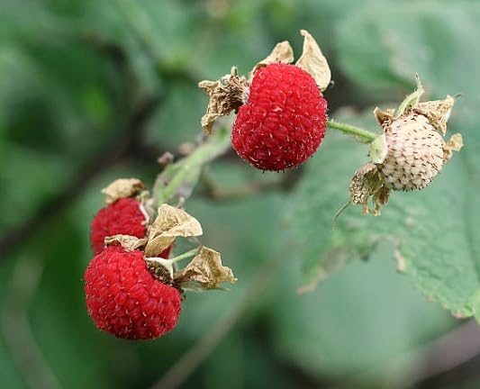 Red Thimbleberry Seeds – Heirloom, Non-GMO, High Germination Organic Garden Seeds