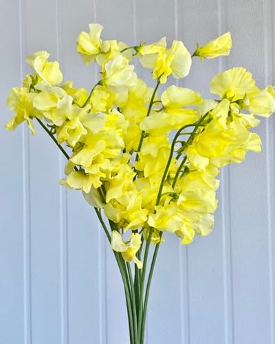 Yellow Sweet Pea Flower Seeds Heirloom Non-GMO High Germination Organic Garden Seeds