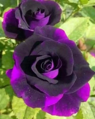 Giant Rose Flower Seeds Violet – Heirloom Non-GMO High Germination Seeds