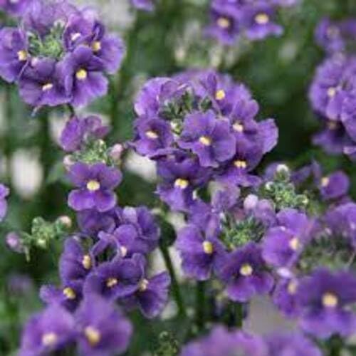 purple nemesia flower seeds