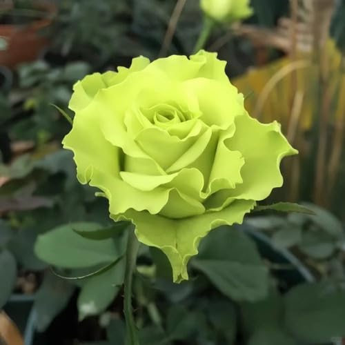 Green Rose Flower Seeds for Planting – Heirloom, Non-GMO, High Germination Organic Garden Seeds
