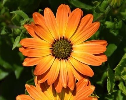 Osteospermum Flower Seeds – Heirloom, Non-GMO, High Germination Organic Garden Seeds for Planting
