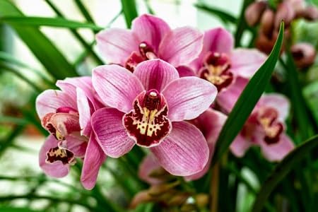 Pink Cymbidium Flower Seeds for Planting – Heirloom Non-GMO High Germination Seeds