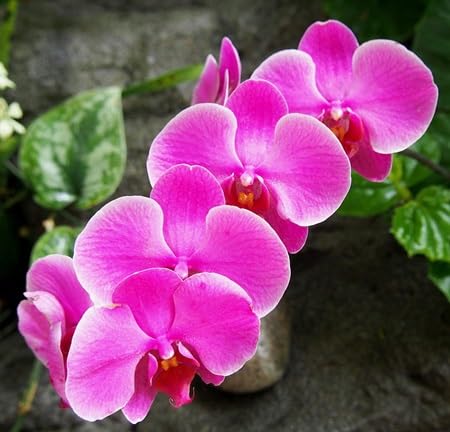 Pink Orchid Flower Seeds – Heirloom, Non-GMO, High Germination Seeds
