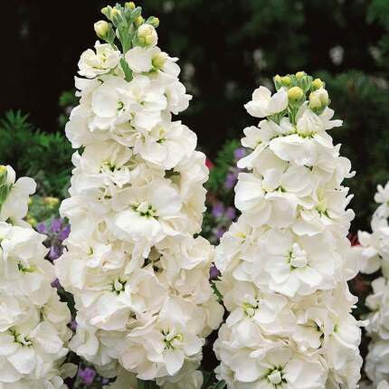 White Hoarystock Flower Seeds Heirloom Non-GMO High Germination Organic Garden Seeds for Planting