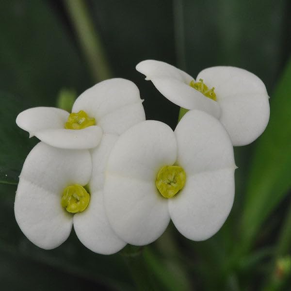 Milii Flower Seeds White – Heirloom, Non-GMO, High Germination Seeds