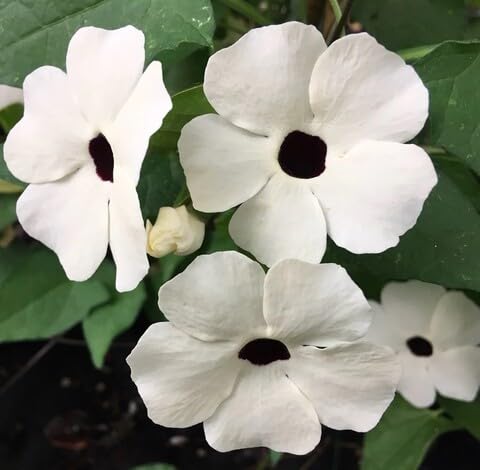 White Thunbergia Flower Seeds – Heirloom Non-GMO Organic Garden Seeds
